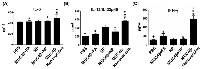 Figure 5:  Presence of pro-inflammatory cytokines in the sera of mice immunized with MUC4β-nanovaccine. 