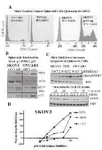 Figure 1:  Spheroid cancer cells are quiescent and enriched in Mirk kinase. 