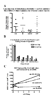 Fig.4:  Summary of the effects of Mirk kinase inhibitor  and mTOR inhibitor on ovarian ascites cell numbers  from patients, and increase in ROS induction by  Mirk kinase inhibitor when co-treated with RAD001. 