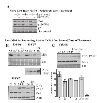 Fig.5:  Loss of Mirk expression from ascites spheroid cells correlates with increased apoptosis. 