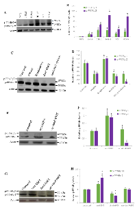 Figure 5:  DmrFABP5 reduced the level of phosphorylated PPARγ (p-PPARγ1 and p-PPARγ2) in prostate cancer cells. 