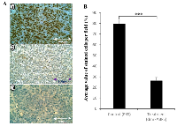 Figure 7:  Immunocytochemical detection of p-PPARγ in tumours produced by PC3-M in nude mice. 