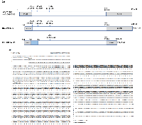 Figure 2: A. Schematic representation of the comparison of DNA and deduced amino acid sequences of homo sapiens CPE NM001873.2, wtCPE and its variant cloned from HCC cells; Numbers refer to the position in CPE NM001873.2. Both HCC wt CPE and the 40kDa CPE variant use an alternative transcription starting site at 134 nt, blue box in 40kDa CPE indicates an inner 198 bp deletion occurs in the exon 1, covering both partial 5’-UTR and coding region. B. Sequence comparison of DNA and deduced amino acid sequences of WT-CPE and its variant cloned from HCC cells; Both HCC WT-CPE and the 40kDa CPE variant use an alternative transcription starting site at 134 nt referring to the position in homo sapiens CPE (NM001873.2). Sequence 1, WT-CPE mRNA from HCC cells; Sequence 2 in italic bold, 40kDa CPE-ΔN mRNA from HCC cells. ATGs in shadow are the start codons for WT-CPE 40kDa CPE-ΔN, respectively. Dotted line in sequence 2 represents missing sequence of 189-386nt at the 5’-end and 1873-2413nt of 40kDa CPE-ΔN mRNA, respectively. Underlined ATGs are the start codons that were abolished by the deletion 189-386nt in 40kDa CPE-ΔN mRNA, which made the nearest downstream ATG at 614-616nt to be a putative translation initiation site and resides in-frame with human CPE. Amino acid sequence in shadow is the missing part of 40 kDa CPE-ΔN from WT-CPE. AATAAA, polyA tail signal. Arrows indicate translation starting sites for WT-CPE and 40kDa CPE-ΔN, respectively.