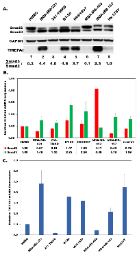 Figure 1: Relative expression of Smad2, Smad3 and TMEPAI/PMEPA1 proteins A.,  