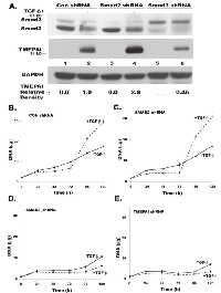 Figure 2:  Effect of R-Smad knockdown and TGF-β on MDA-MB-231 breast cancer cell growth. 