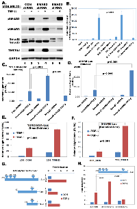 Figure 3:  Effect of gene knockdown on R-Smad mediated transcriptional activity. 