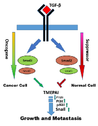Figure 8:  Model of the opposing effects of Smad2 and Smad3 signaling in cancer cells and normal cells. 