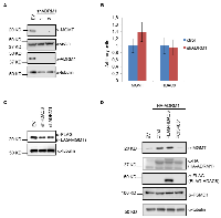 Figure 4:  ADRM1 regulates MGMT protein levels through HDAC8. 