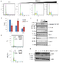 Figure 6:  HDAC8 inhibition induces cell cycle arrest. 