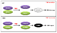 Figure 7:  Proposed model for the regulation of MGMT by HDAC8 and ADRM1. 