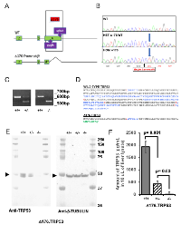 Figure 1: Generation of SJL/J ∆176.Trp53 mice. 