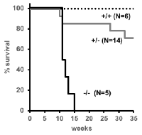 Figure  2:  Survival  of  SJL/J  ∆176.Trp53   mice. 