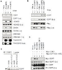 Figure 1: CtBP interaction with E2F7 and other proteins. 