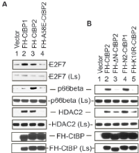 Figure 2:  Unique interaction of CtBP2 with p66-beta. 