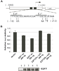 Figure 3:  E2F1 promoter regulation by CtBP. 