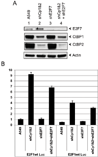 Figure 4:  Effect of CtBP-depletion on E2F1 promoter  activity. 
