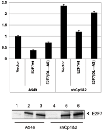 Figure  5:  Effect  of  E2F7  overexpression  on  E2F1  promoter in CtBP-depleted cells. 