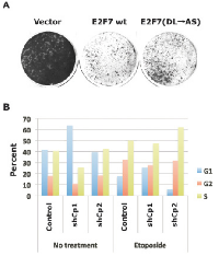 Figure  6:  Effect  of  E2F7  and  CtBP2  on  cell  proliferation  and  cell  cycle  regulation. 