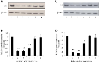 Figure 1: Western blot analysis of the knockdown effect of 3 candidate siRNAs on Id1 expression at protein level. 