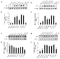 Figure 2:  Knockdown effect of stable transfection of shRNAs targeting either Id1 and Id3 or Id1 alone on levels of  Id1 and Id3 or on that of Id1 expressed in N417 cells. 