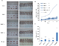 Figure 4:  Testing tumorigenicity of different transfectant cells in nude mouse. 