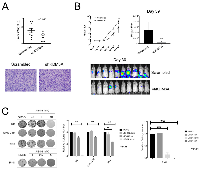 Figure 5:  In vivo  xenograft and pharmacologic inhibitor studies. 