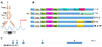 Figure 1: Domains of BHLHE40. 