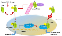 Figure 3:  Regulation of BHLHE40 by the p53-dependent pathway in senescence. 