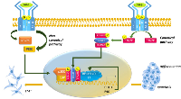 Figure 4:  Schematic representation of BHLHE40 regulation by TGF-β. 