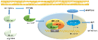 Figure 5:  Regulation of BHLHE40 by hypoxia inducible factor 1α. 