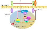 Figure 6:  Schematic representation of the regulation of BHLHE40 by Notch. 