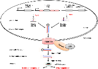 Figure 1: Short intronic hairpins are the most common alternative miRNA biogenesis  pathway, which are spliced and disbranched by Drosha: DGCR8 complex, to form pre-miRNA hairpins. 