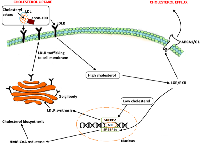 Figure 2: Cellular cholesterol regulation and homeostasis, Low cholesterol levels induce the expression of SREBPs  (SREBP2 and SREBP1c). 