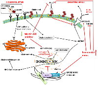 Figure 5:  Hypothetical model (in red text and lines) presenting ways in which cellular cholesterol could be lowered in  breast cancer patients by targeting hsa-miR-128 and hsa-miR-223. 