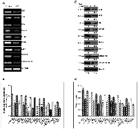 Figure 6:  Pharmacologic inhibition of SHH was coupled with decreased expression of adiponectin and lipogenic- molecules in hepatocellular carcinoma cell-line. 