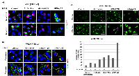 Figure 7:  Effect of PTEN and p53 gene knock-down on the cellular expression of GLUT1 and LC3 and on glucose  uptake in WRO cells. 