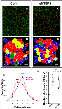 Figure 1: sNTSR3 regulates HT29 cell topology. 