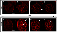 Figure 2:  Morphological and biophysical changes of sNTSR3-stimulated HT29 cells. 