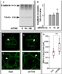 FIGURE 5:  E-cadherin expression level in HT29 cells. 