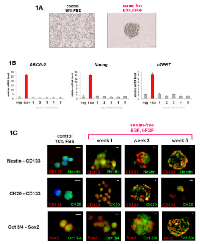 Figure 1: Serum-free cultures enrich Colo205 cells in  CSCs. 