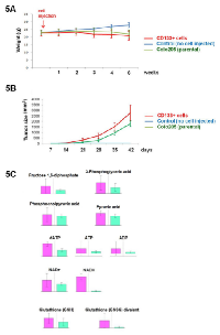 Figure 5:  CD133+ cells are more tumorigenic in vivo  than unsorted Colo205 cells. 