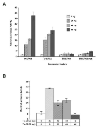 Figure  2:  Transcriptional  activation  of  downstream  targets  by  TMPRSS2-ERG 