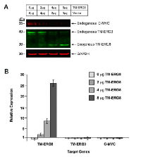 Figure 3:  Effect of ectopic expression of TMPRSS2- ERG8 in prostate cancer derived VCaP cells. 