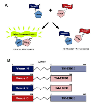 Figure  4:  Analysis  of  the  interaction  between  