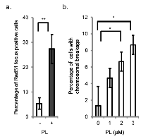Figure 3:  Evidence for piperlongumine-induced DNA  damage. 