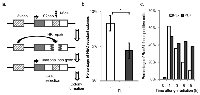 Figure  5:  Suppression  of  homologous  recombination  by  piperlongumine. 