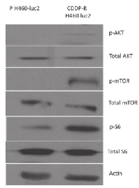 Figure 1: Cisplatin-resistant H460-luc2 cells show  an increased expression of stem cell markers and  increased activity of the AKT-mTOR pathway. 