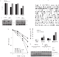 Figure  3:  BEZ-235  significantly  enhances  the  radiosensitivity  of  CDDP-R  H460-Luc2  and  parental  cells  via  the  induction of autophagy. 