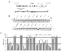 Fig. 1: Hypermethylation of AATK in human cancers.