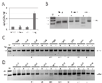 Fig. 2:  Expression and methylation of AATK in normal tissues and primary tumors.